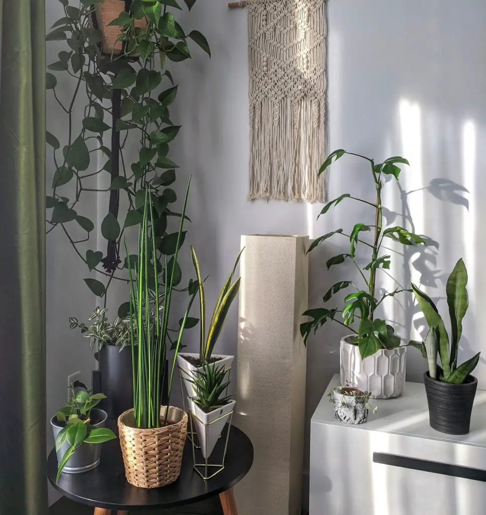 צמחים לבית ללא אור