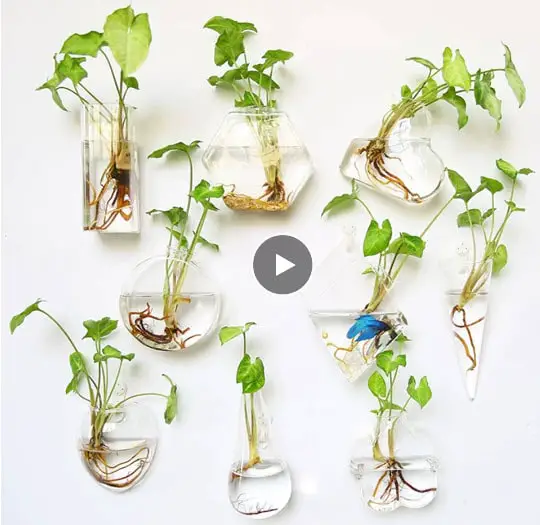 כלי להשרשת צמחים