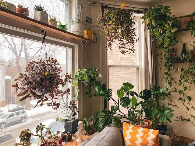 צמחים מטפסים לבית