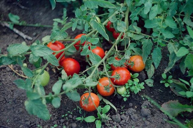 גידול עגבניות שרי