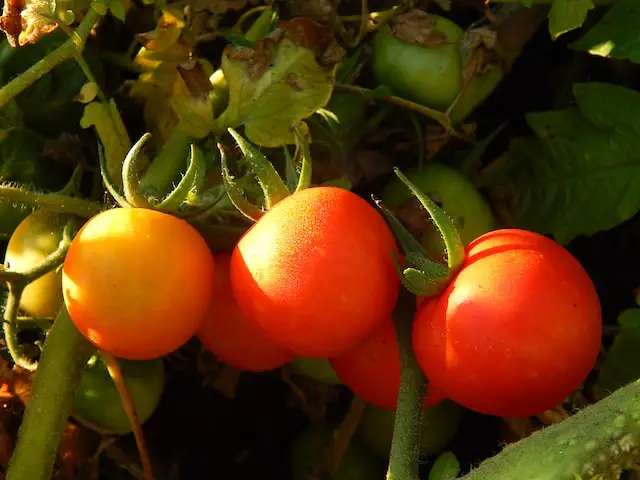 עגבניות שרי גידול